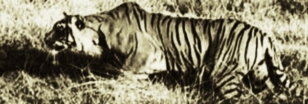 トラ対スイギュウ対イノシシ ベンガルトラ